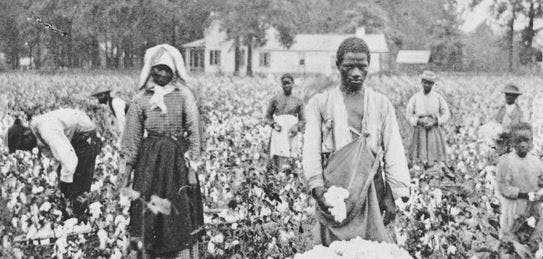 Cotton Fields